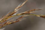 Common reed